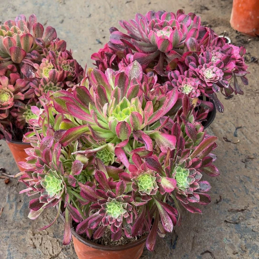 天合9.9法师多肉嫩