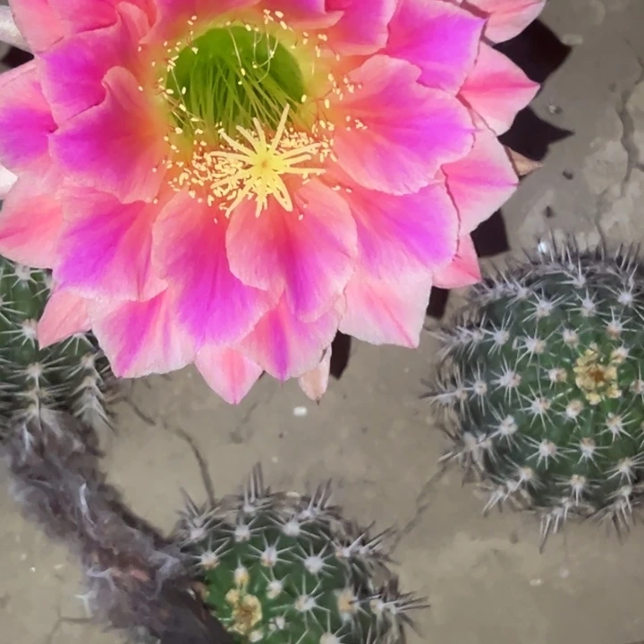 清清3-281根仙人球瑕疵