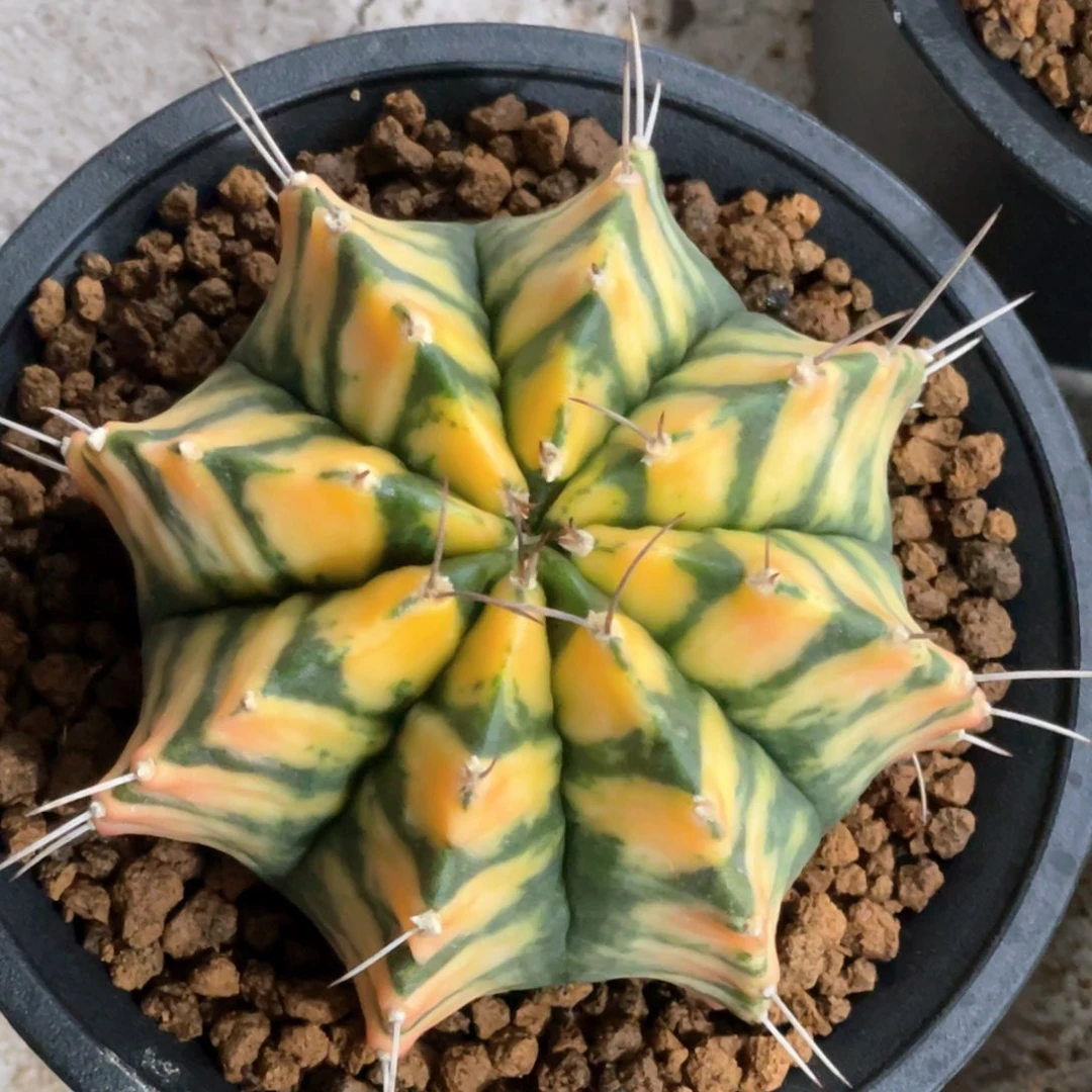 当前无花朵，栽培后可花朵斑马规律V背锦