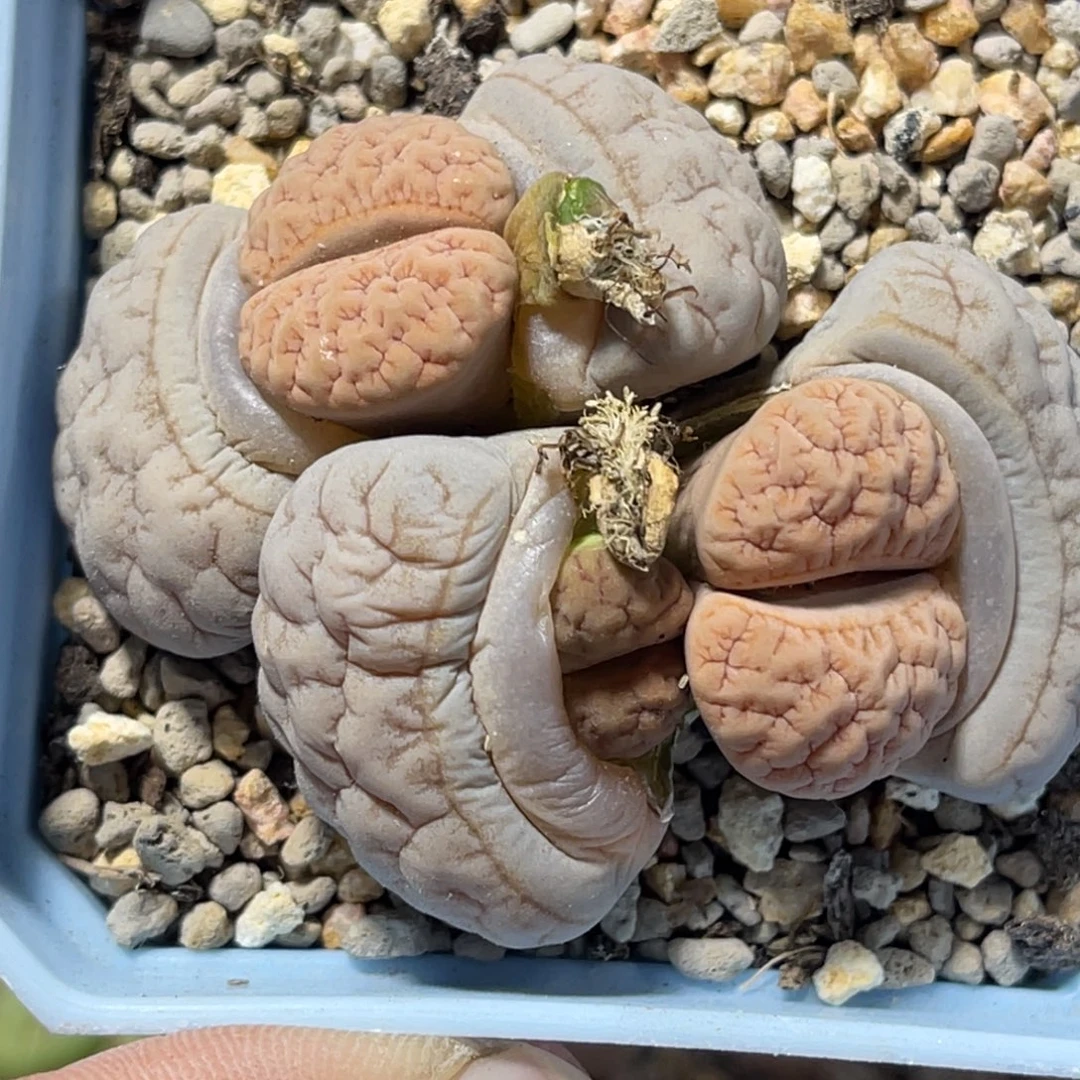 6977凹凸睫毛拿铁189三头