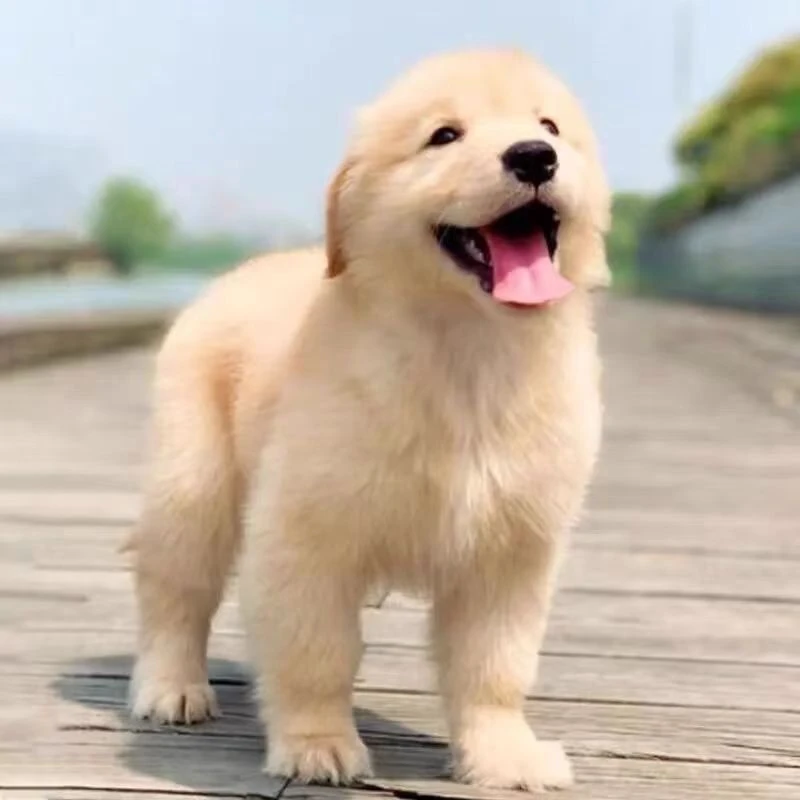 【徐州俊杰犬舍】精品双血统沙滩金金毛活体狗狗