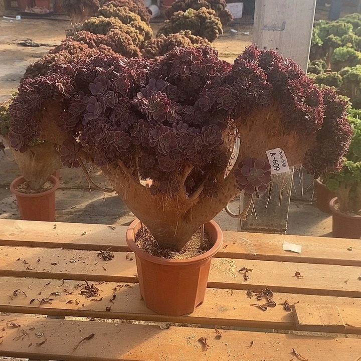 609 欧紫缀宽50 公分带断枝