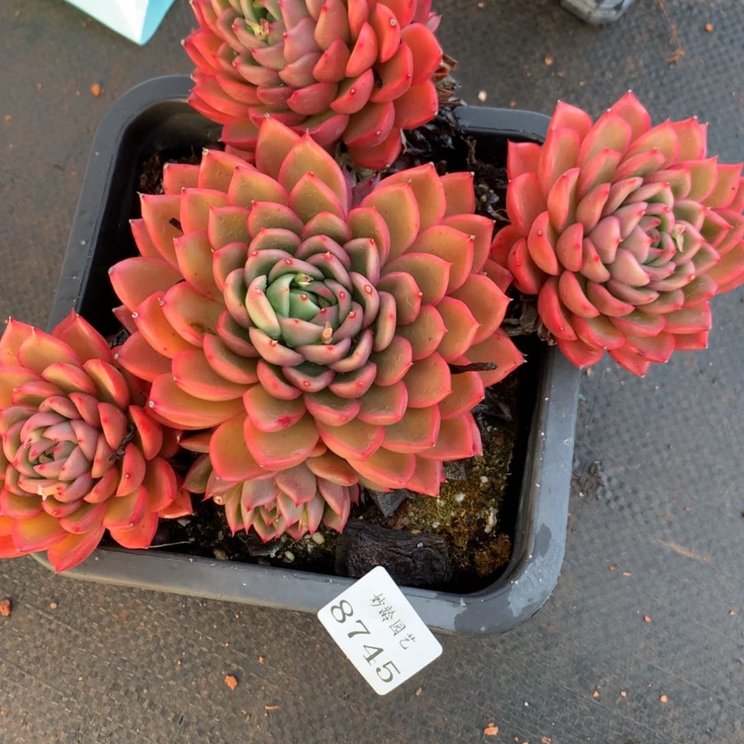 8745杂交多肉老桩