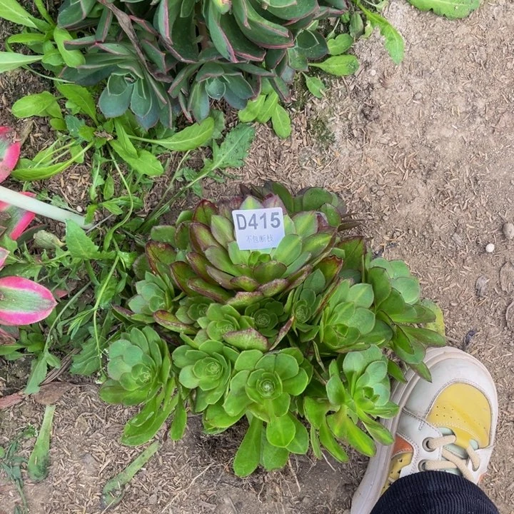 415抹茶多肉法师不包断枝