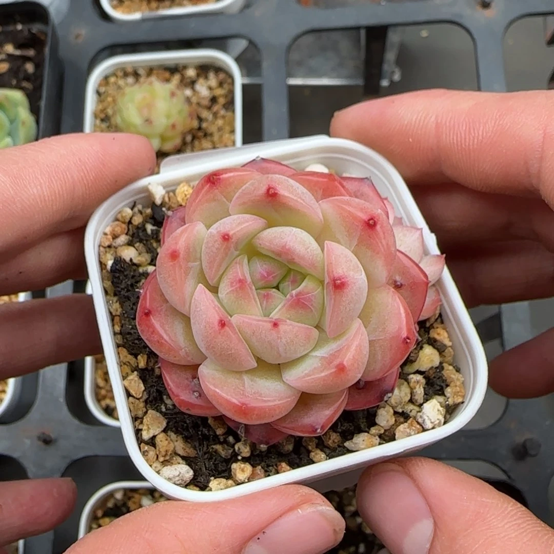 一物一拍琴心29067