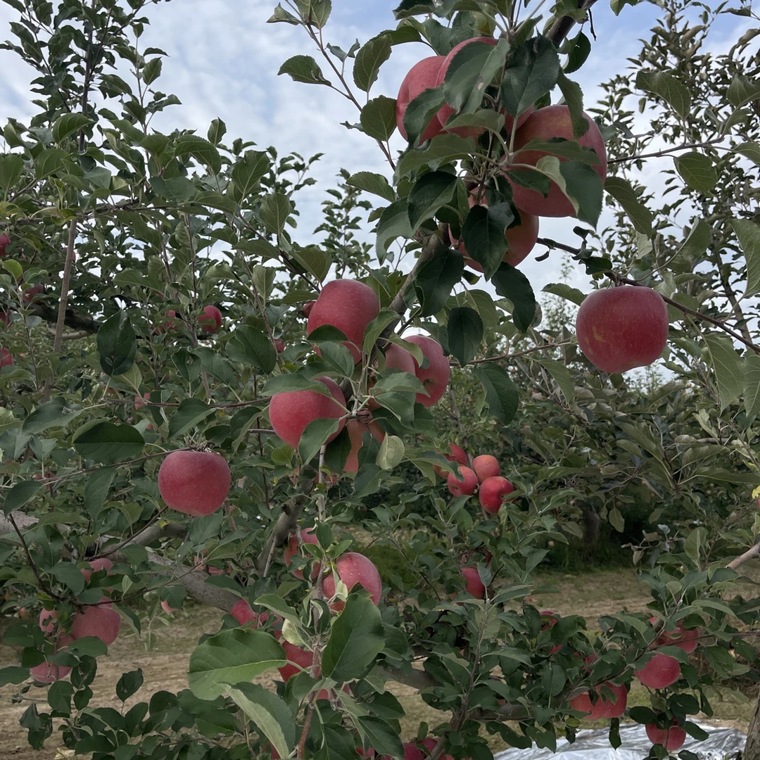 25年新鲜高原红富士苹果自然绿色种植甘肃黄土高原北纬三十五度