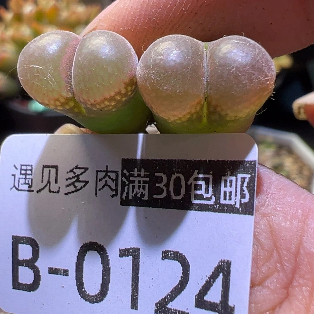 多肉植物11111111111111
