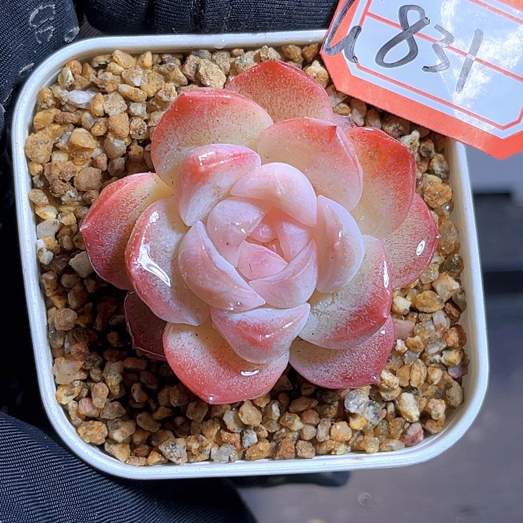 G831  新品珍妮多肉18包邮