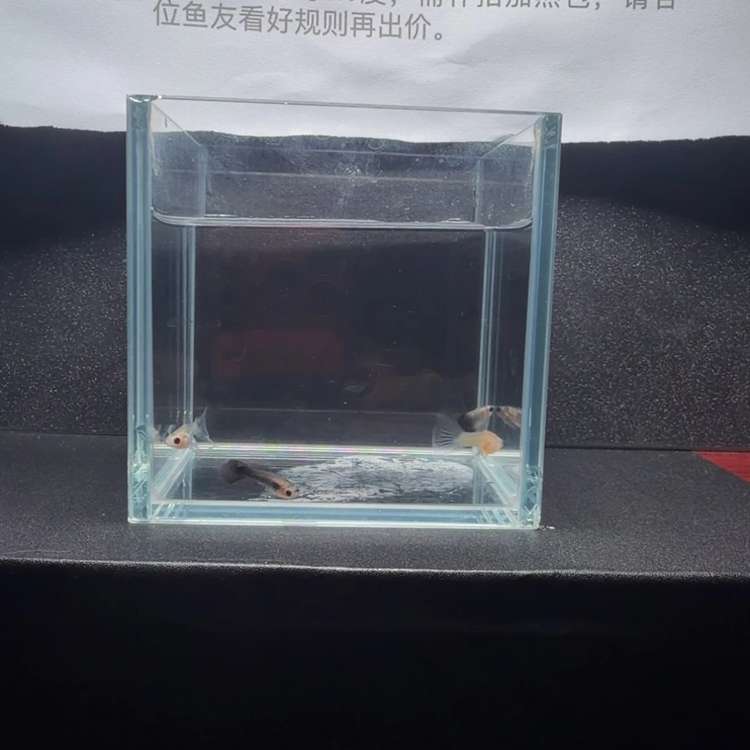 孔雀鱼墨蓝玻璃猫大C2对