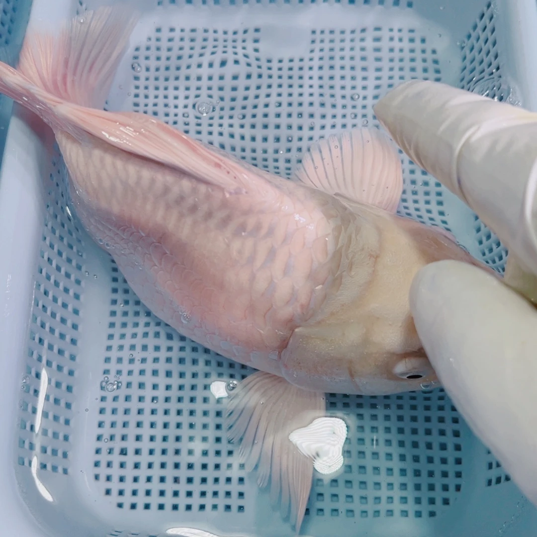 锦鲤锦鲤冷水鱼观赏135