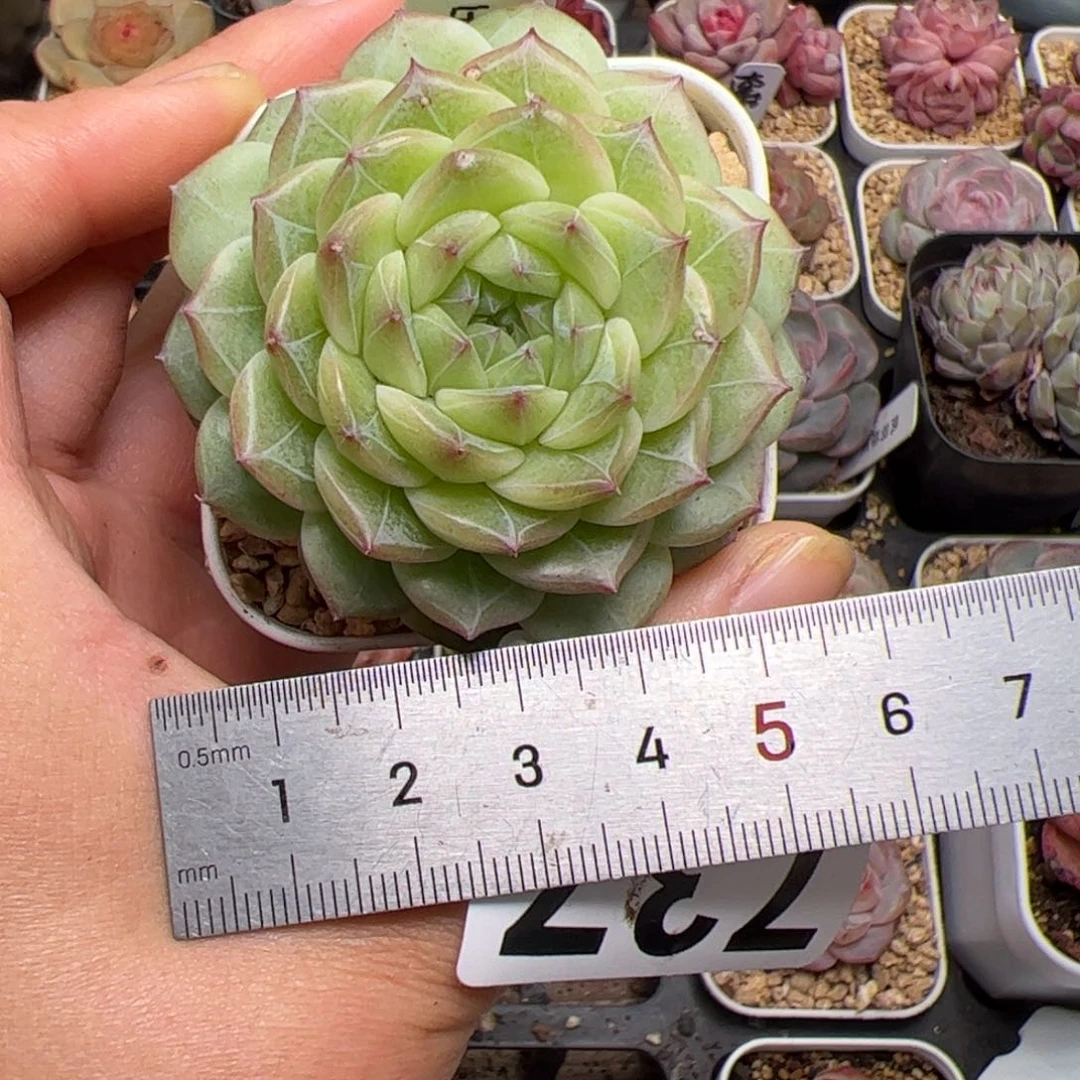 家***基737 多肉植物组合盆栽