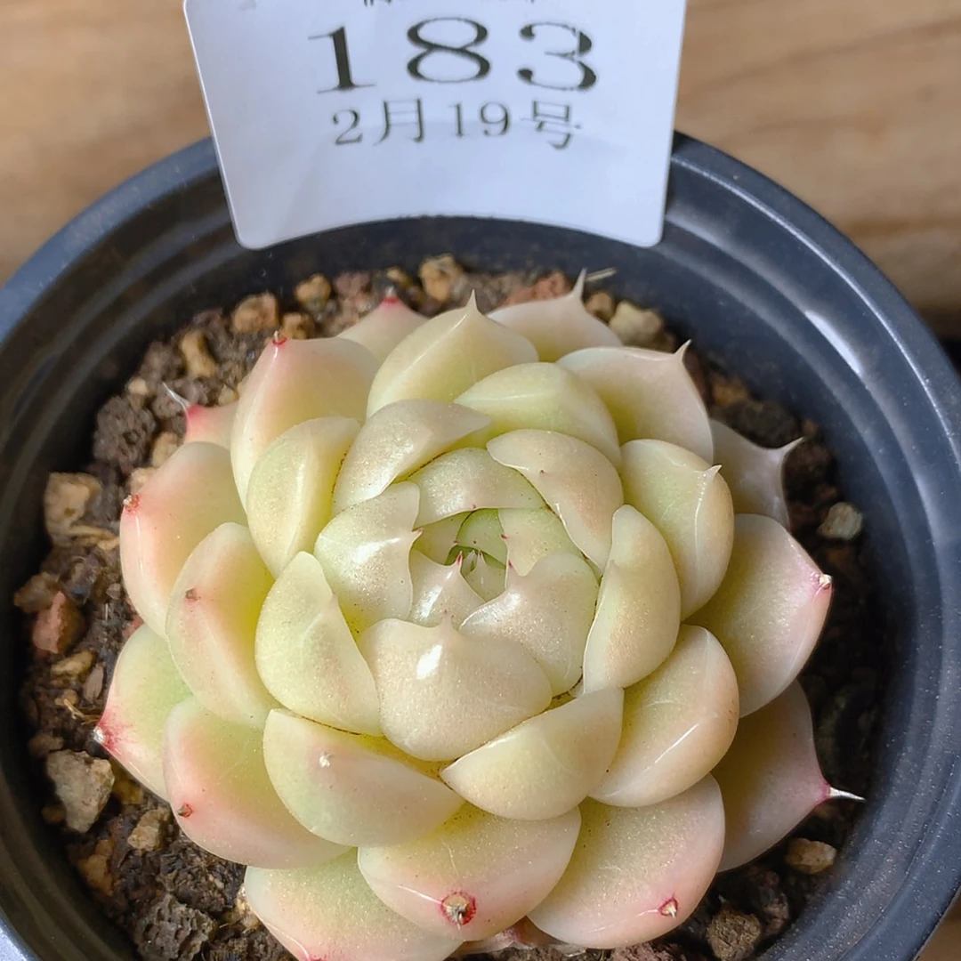 【闪购商品】云183