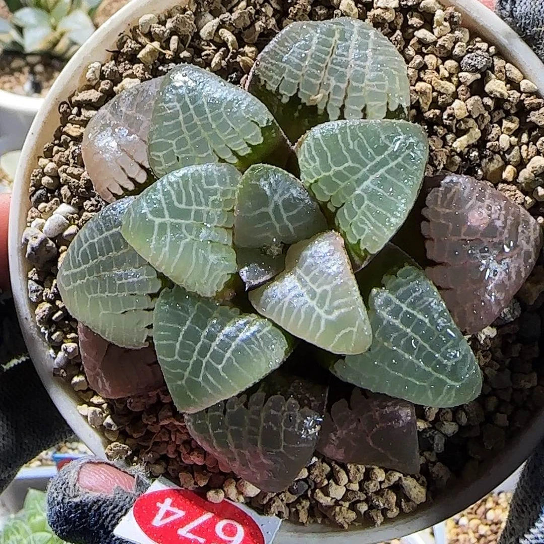 674号实生克优选 7 厘米左右一物一拍带盆发货