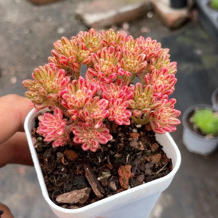 小人祭锦带盆发货