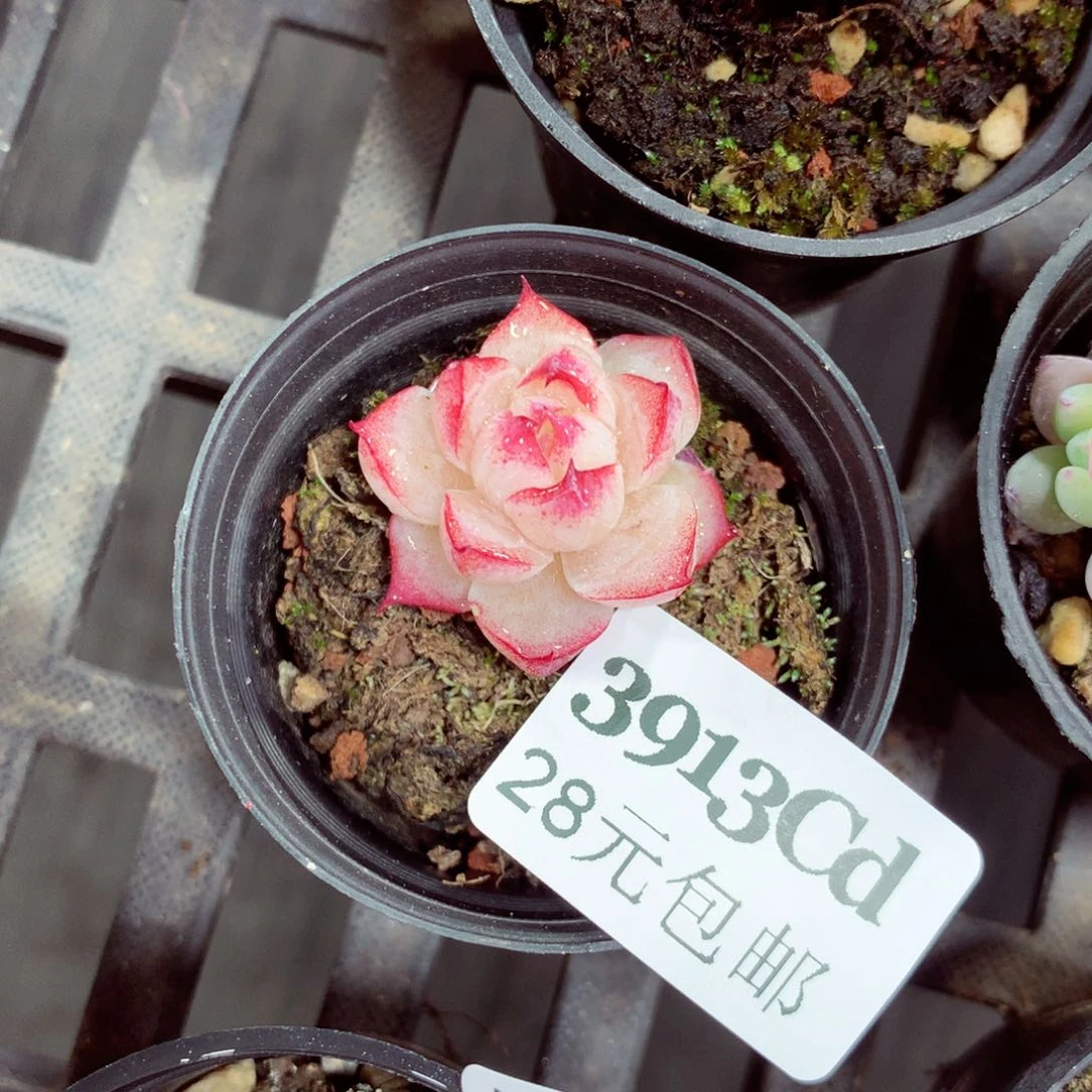 5厘米盆精控多肉3913