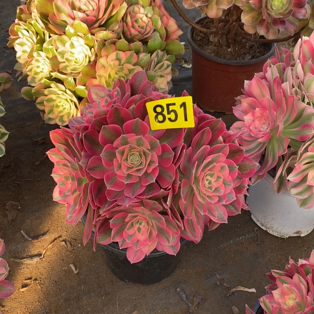 粉女巫多肉法师851