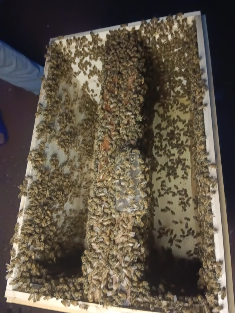意蜂单王群两脾工蜂带箱包邮包活到家