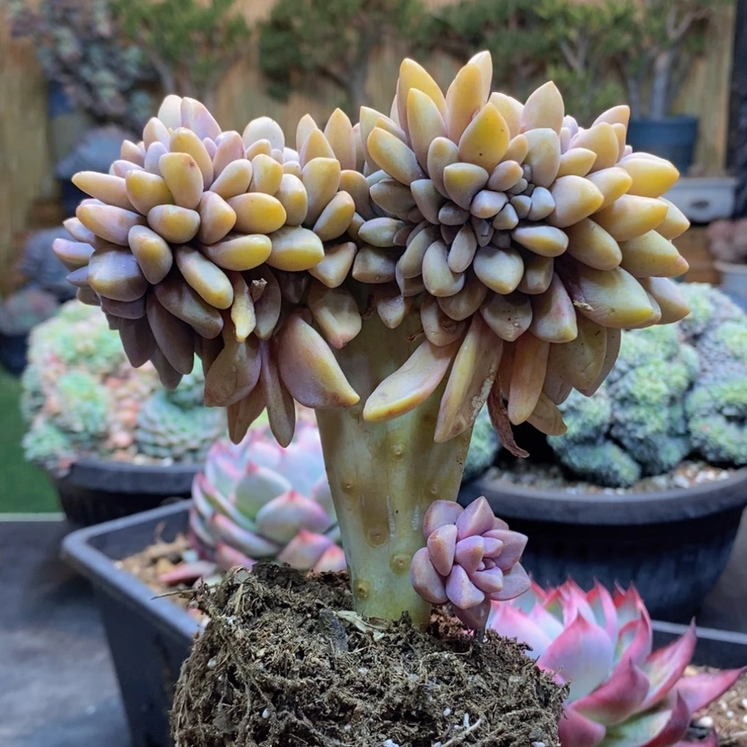 紫***?E105号淡雪缀化