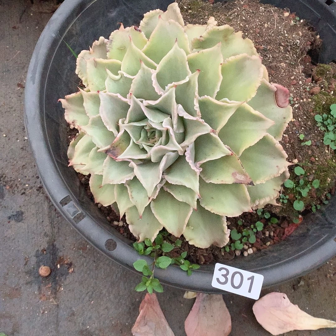 301 一物一拍多肉