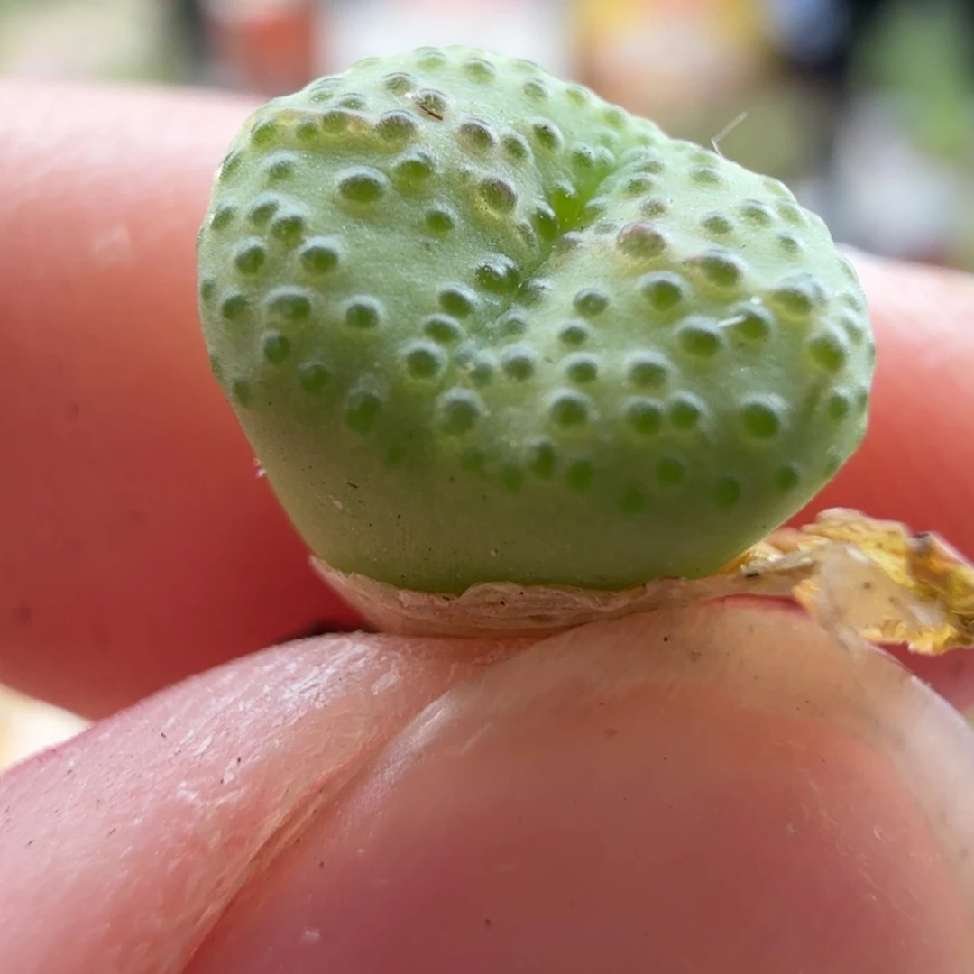 5.13.40/火龙果安贞