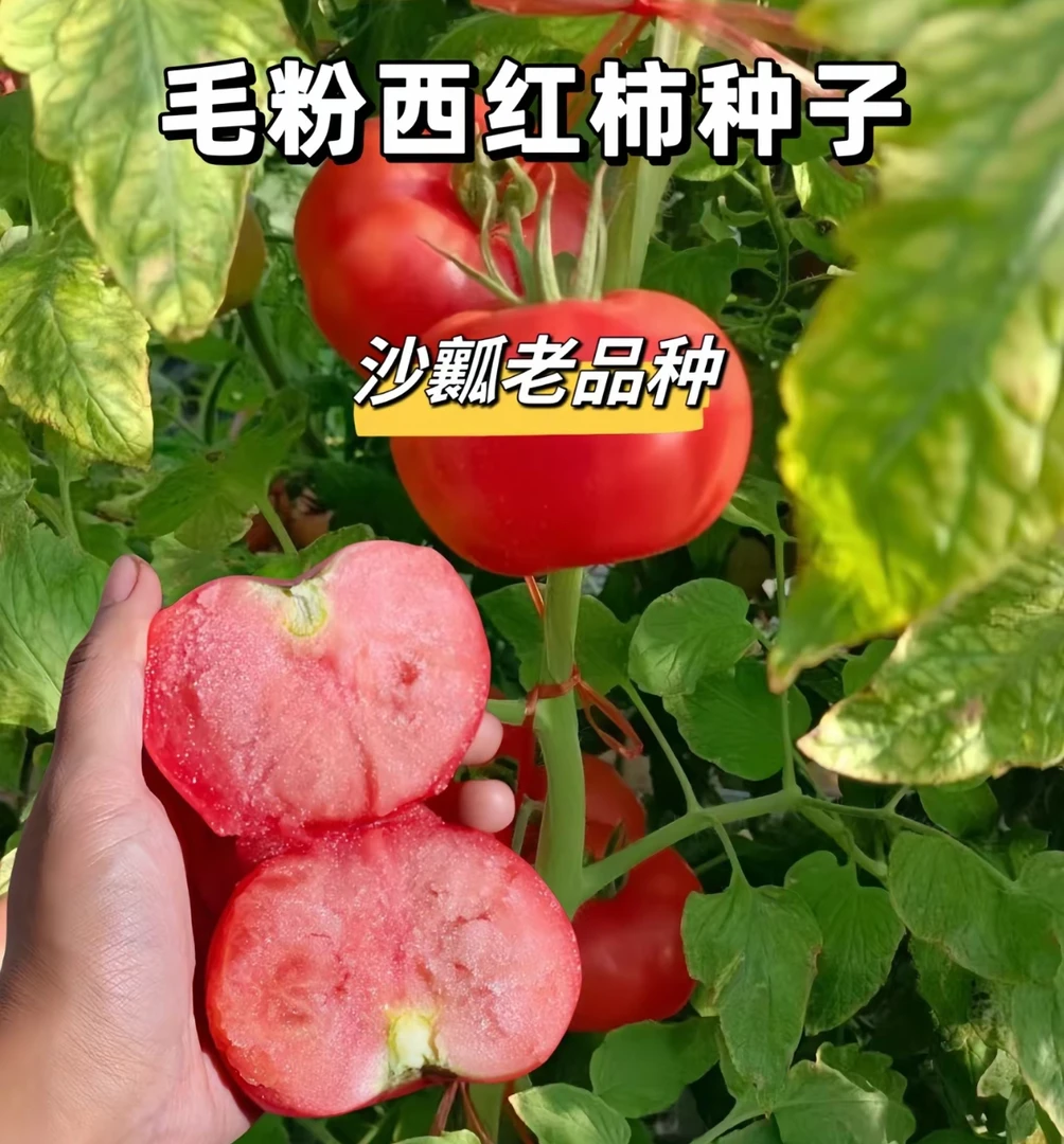 毛粉番茄种子家庭阳台种植盆栽地栽