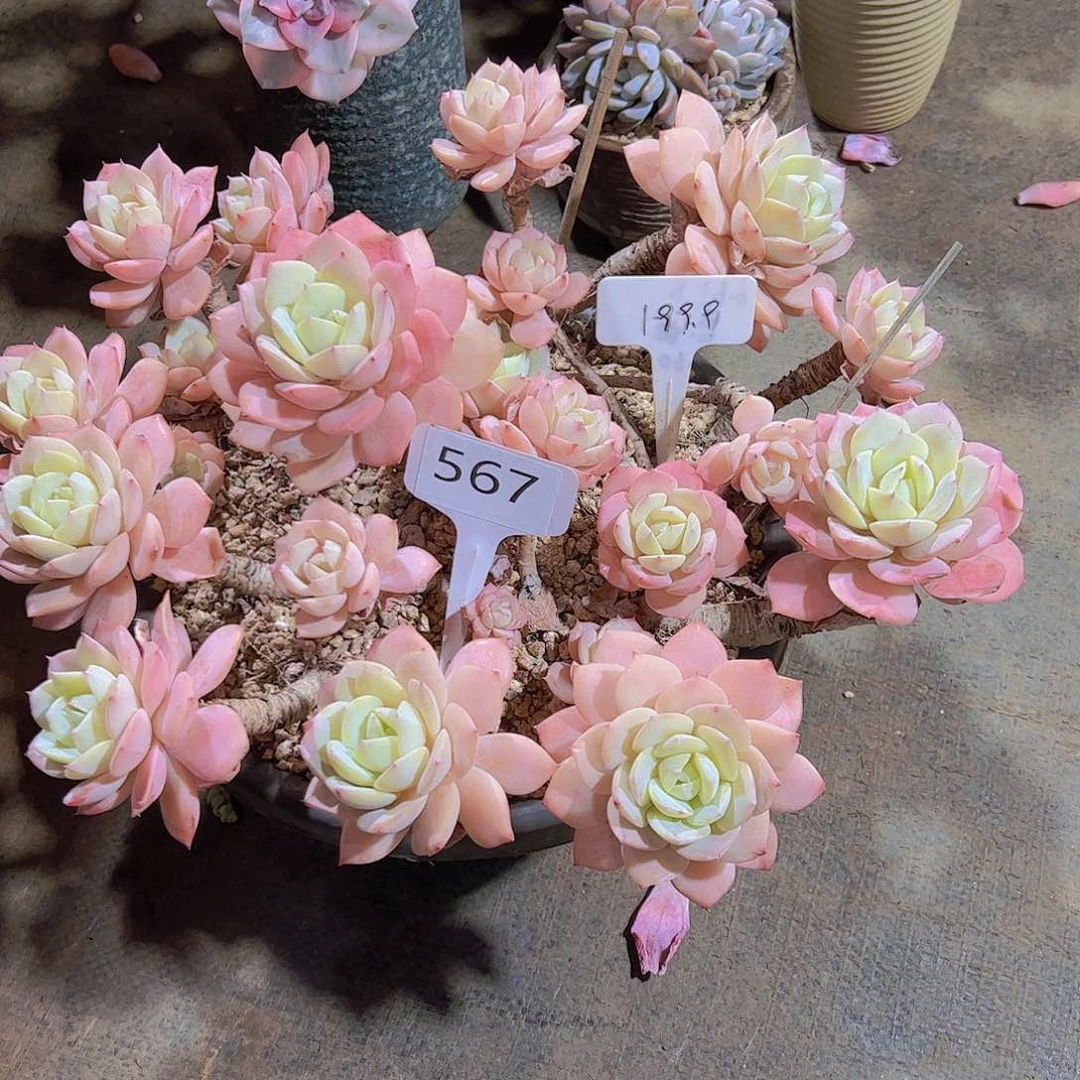 于*莎567恋曲100 走物流到付