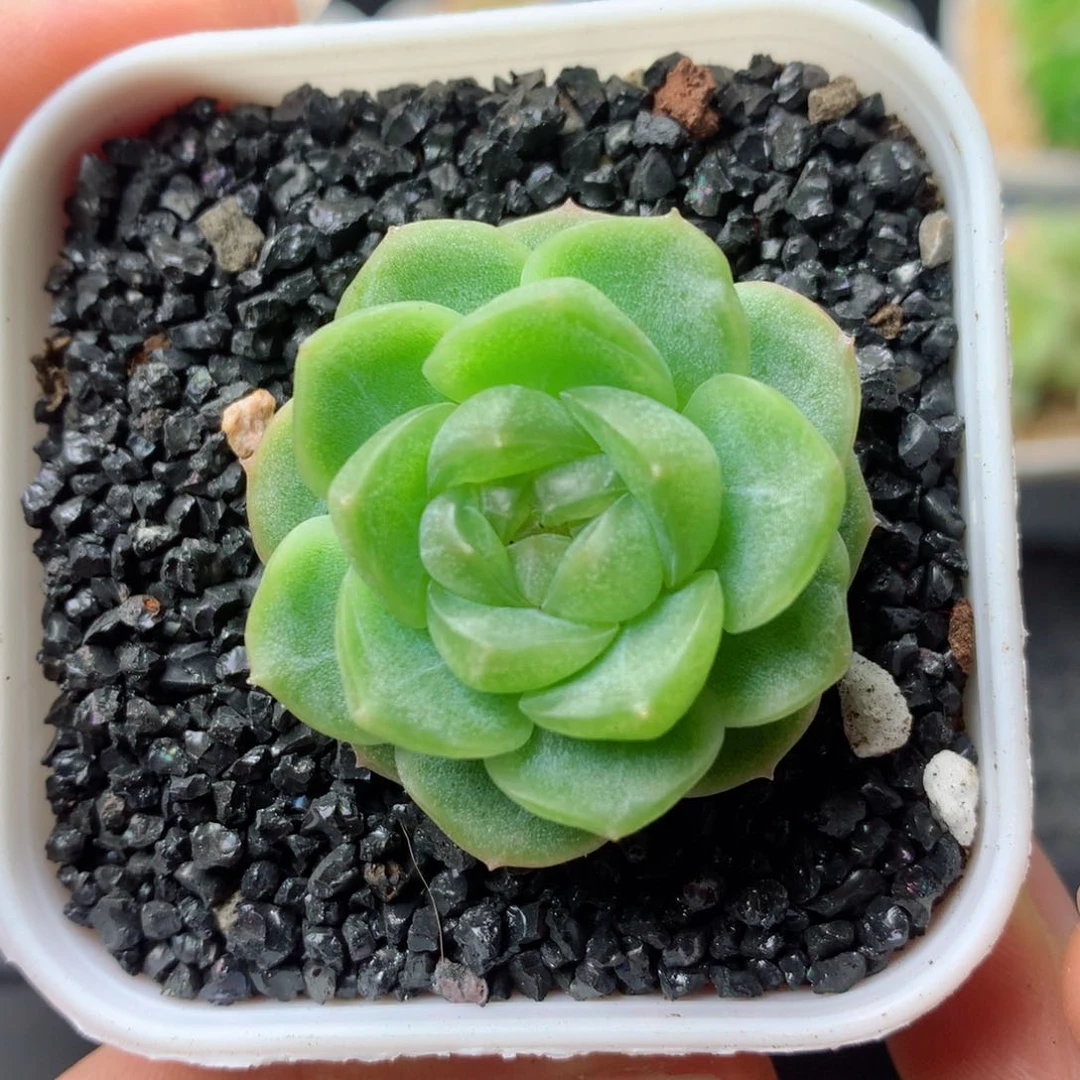 58包邮  群生不包整 11