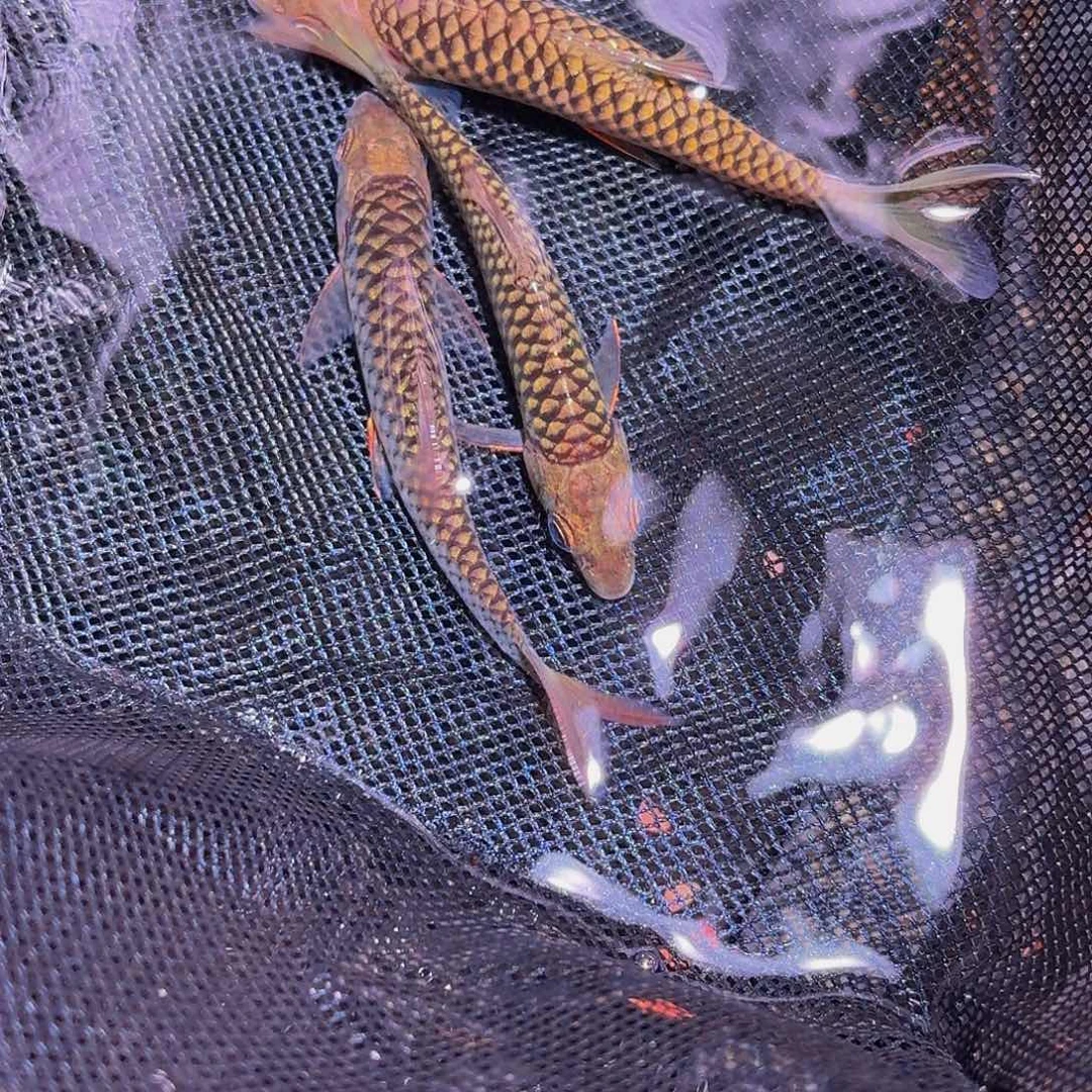 吉罗鱼缅甸红腹国结 巴拉