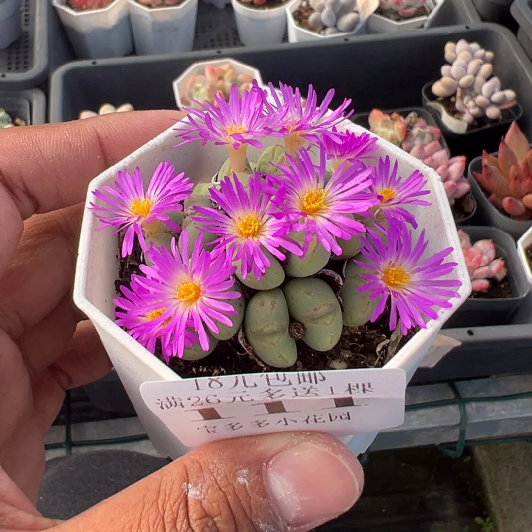 111号肉缀群一物一拍满18包邮满26送一颗多肉