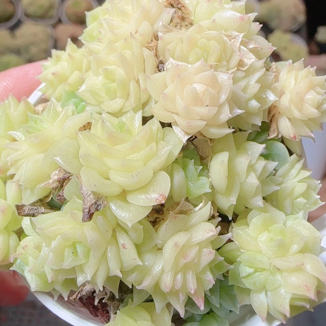 花语逸镜1116-28散