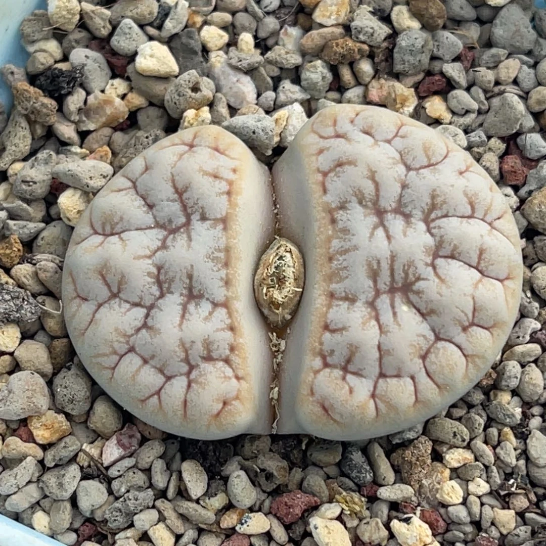 3952凹凸铁189一颗