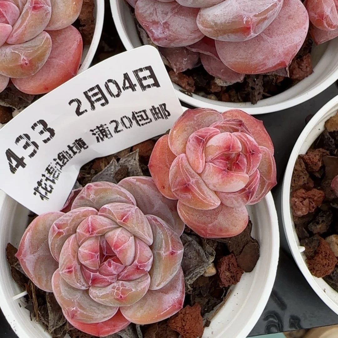 花语逸镜0204-433