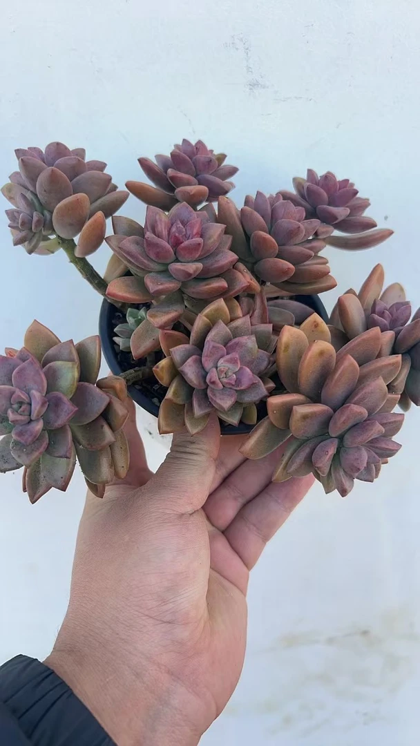 姬胧月多肉植物 （2单包邮）云南基地直发放阳台种植