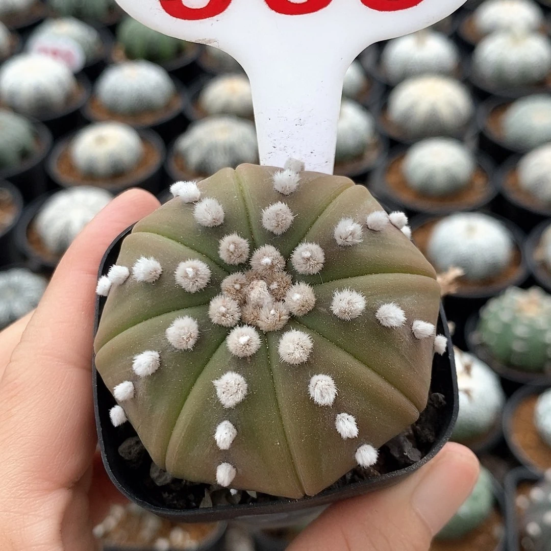 565海星兜系列产品