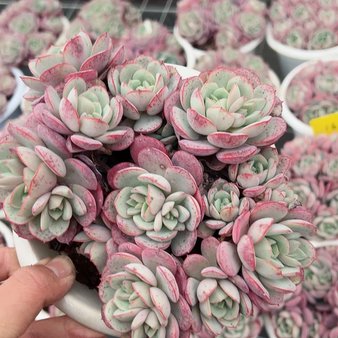 凌波仙子多头大盆