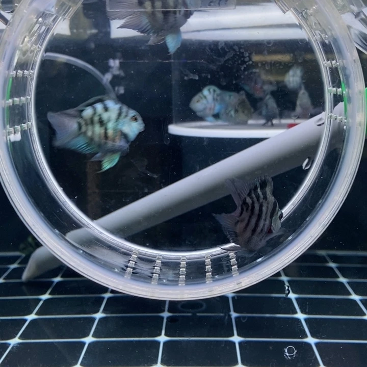 鹦鹉鱼摩卡公奶牛母鱼一对