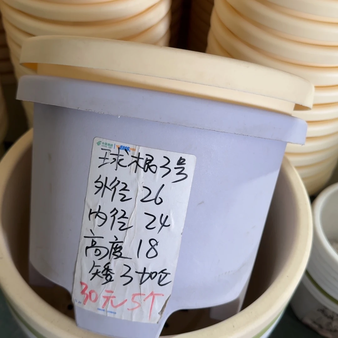 球根3#口径26无拖果绿6个