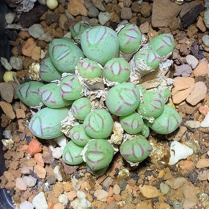 精品多肉植物精品多肉
