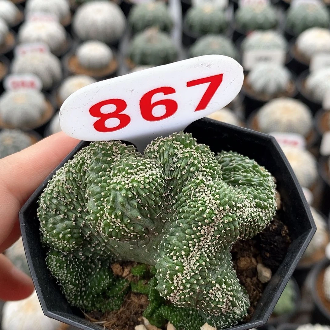 867菊水缀化系列产品
