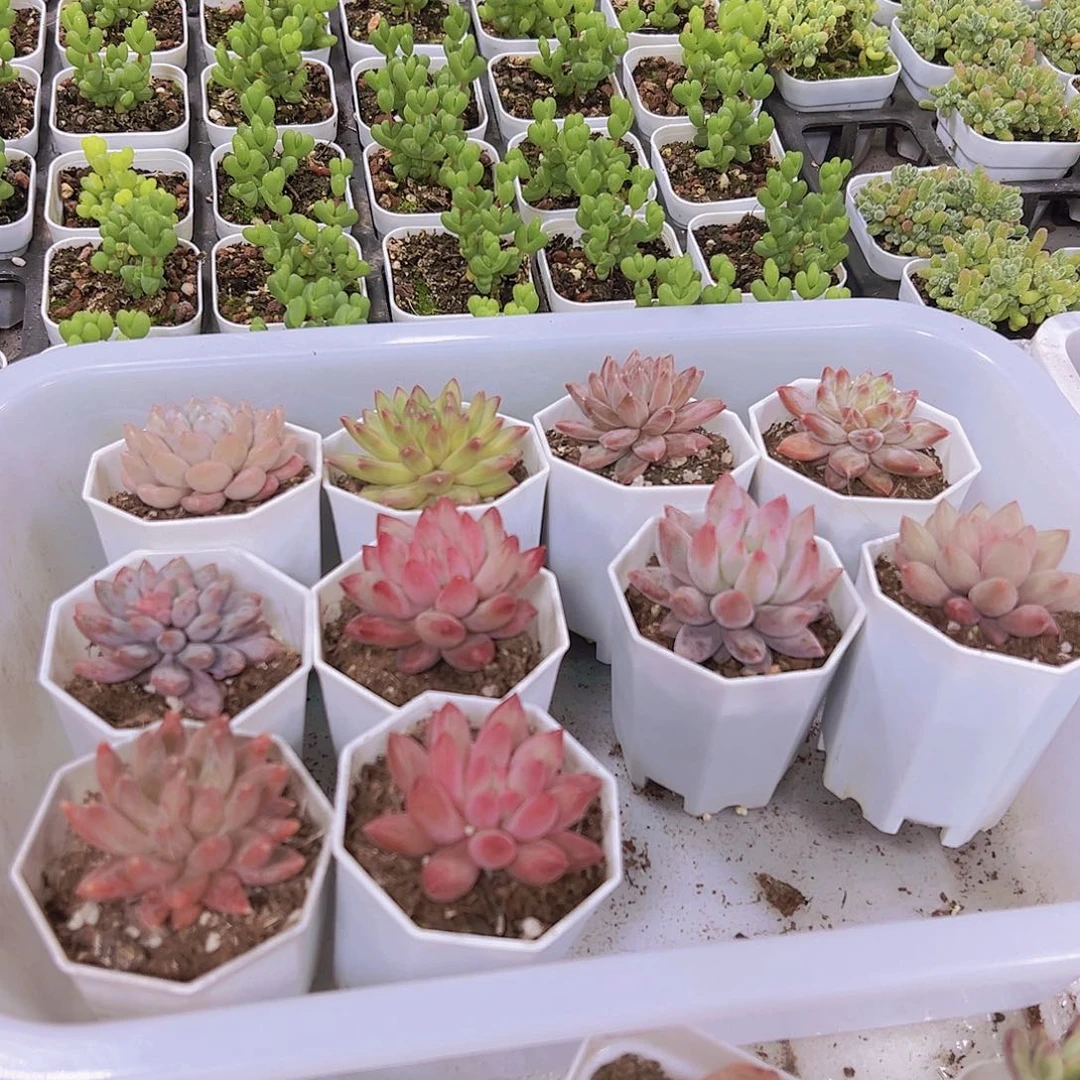 美人组合10盆八角盆发货