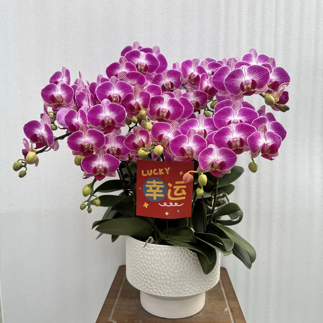 兰馨【大富大贵】 蝴蝶兰送人送礼乔迁 室内花卉 花期长 好养活