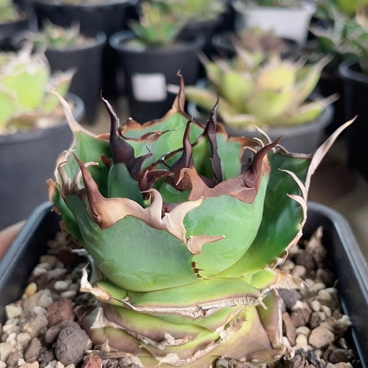 黑帝斯龙舌兰仁王冠