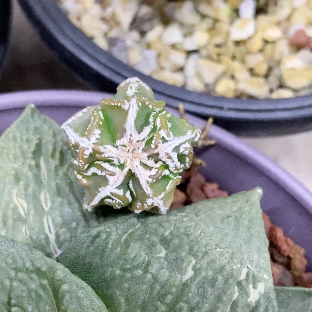 小***羊仙人球核桃美纹实生2.3厘米