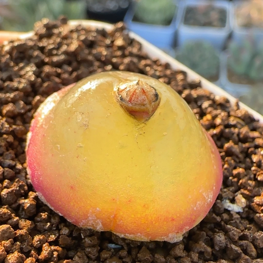 灯泡多肉植物百科