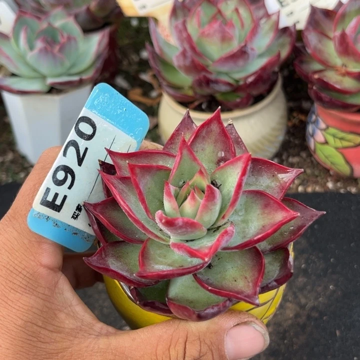 惊鸿一瞥多肉植物920