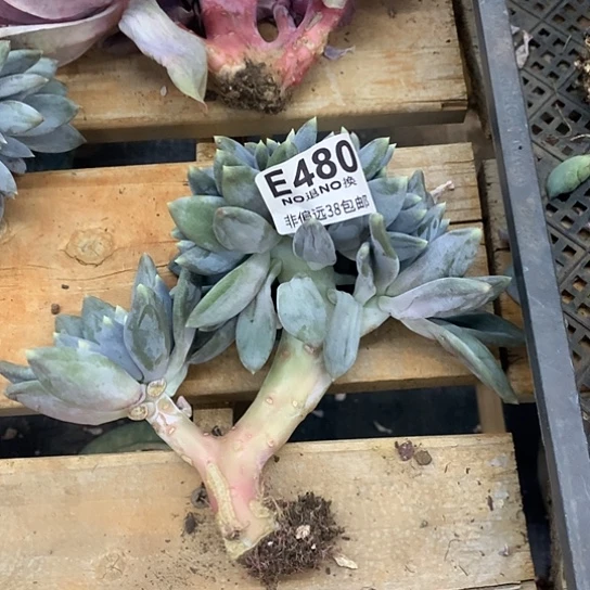 胖体哥特缀化480 亏本处理退款拉黑7-8天发货