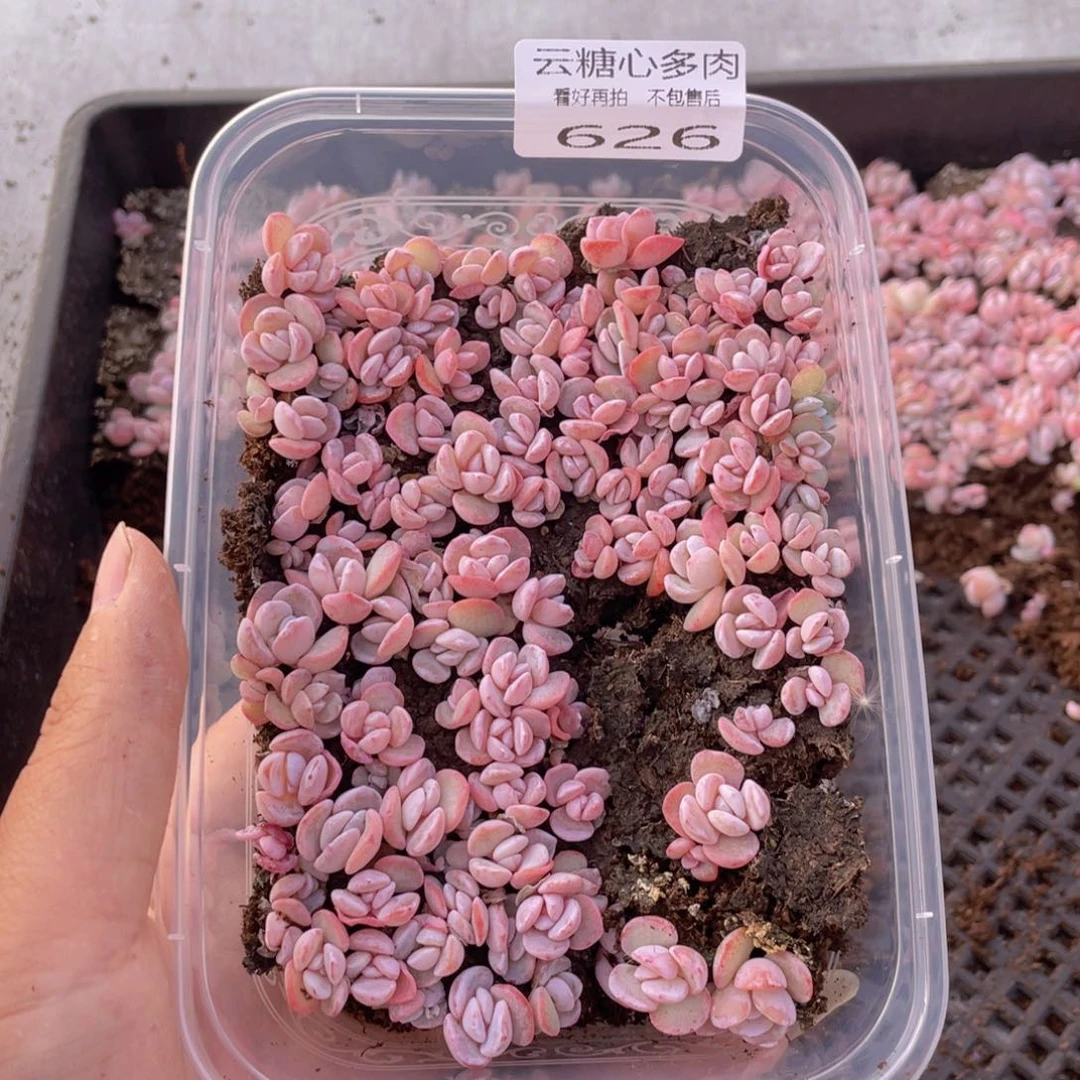 云糖心多肉植物626