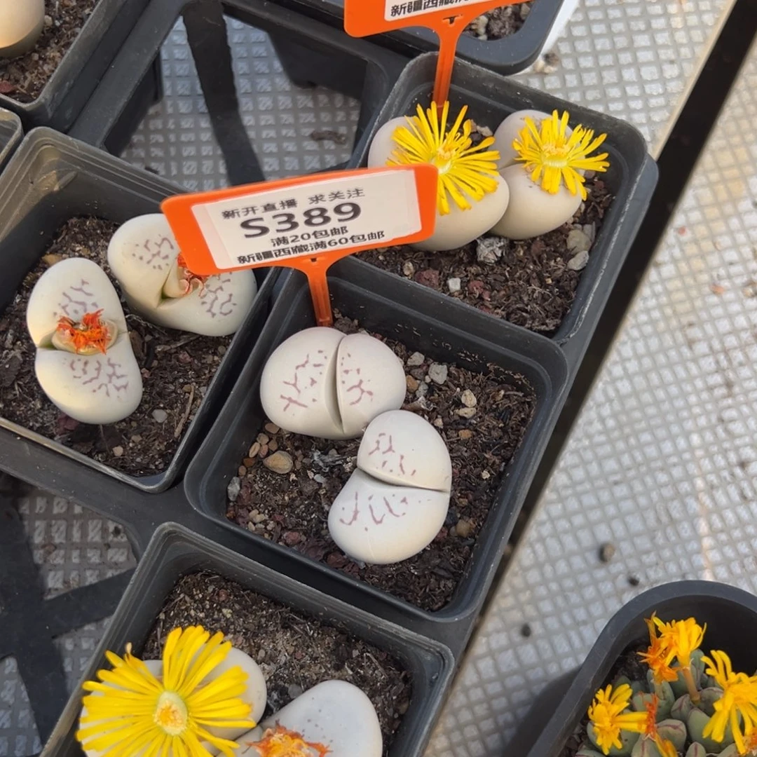 389 一物一拍，默认有伤，介意勿拍，不退不换