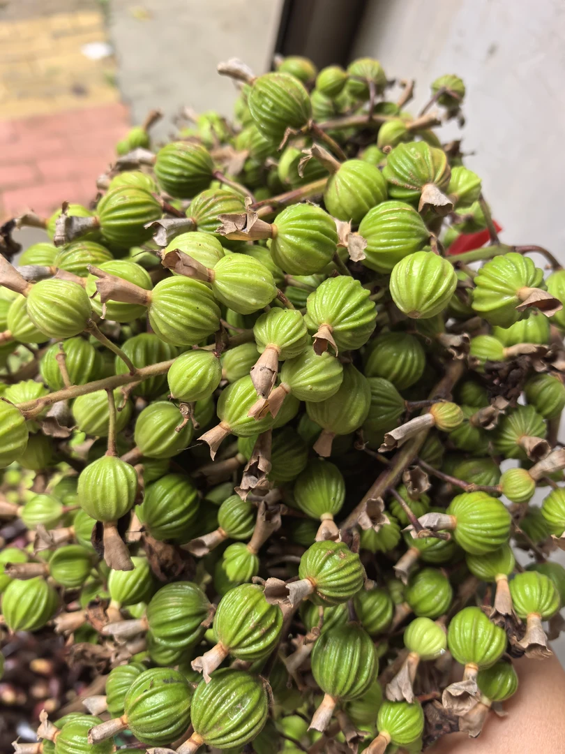 新鲜采摘贵州高山砂仁果卤肉火锅煲汤佳品