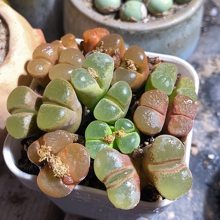 一颗双头母本彩风铃。